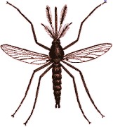 Aedes aegypti