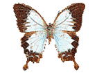 papillon