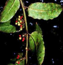 amborella