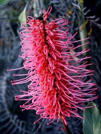 grevillea