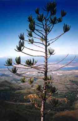 araucaria