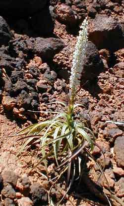 dracophyllum