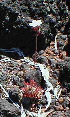 drosera