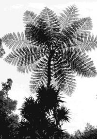 ferntree