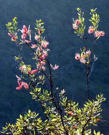 grevillea