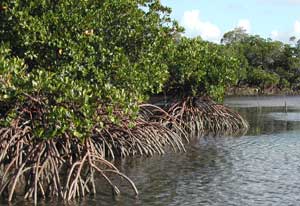 mangrove