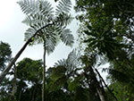 ferns